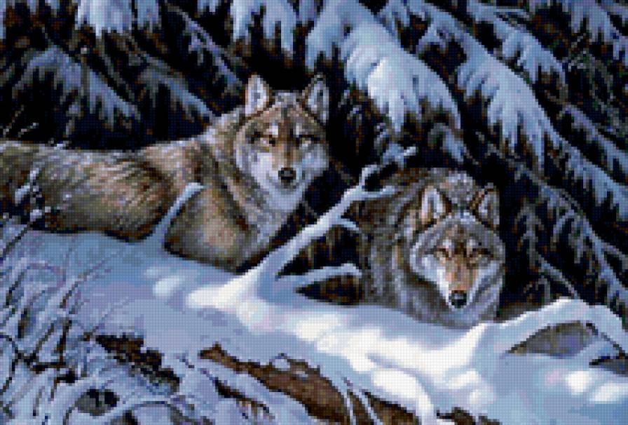 волки - зимний лес, волки, елки, лес, снег - предпросмотр
