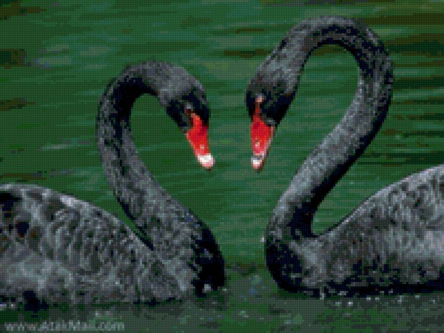 Пара - птицы, картины - предпросмотр