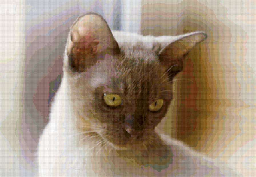 задумчивый кот - коты - предпросмотр