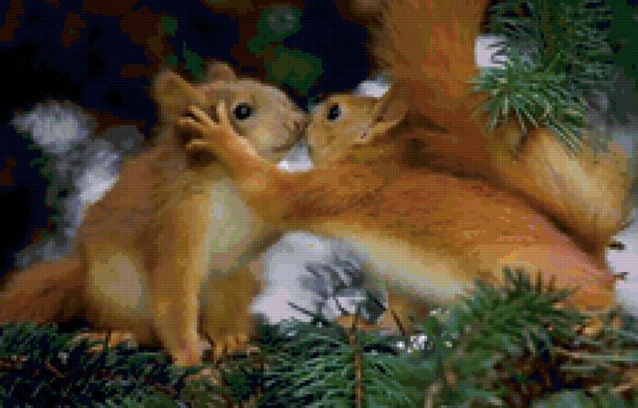 Любоффь - поцелуй, животные, белки - предпросмотр
