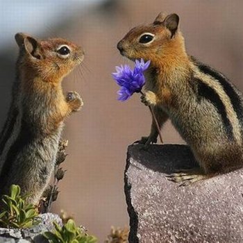 Дарите женщинам цветы!!! - бурундуки, цветок, животные - оригинал