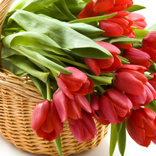 Схема вышивки «тюльпаны»