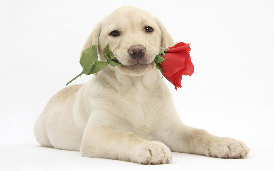 собака с цветком - оригинал