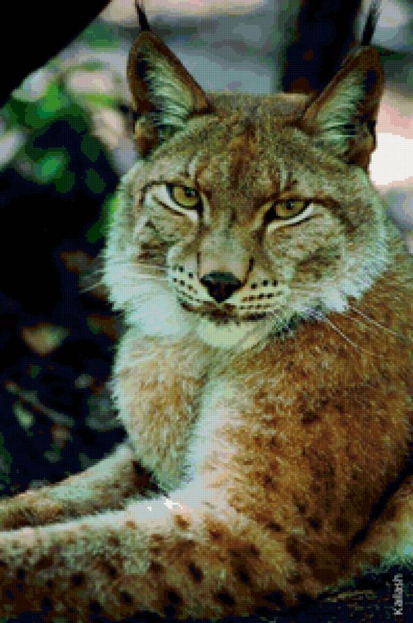 Рысь - животные, кошки - предпросмотр