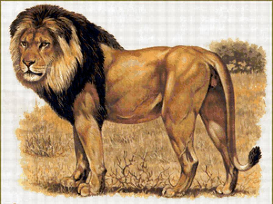 лев - дикие кошки, хищники - предпросмотр