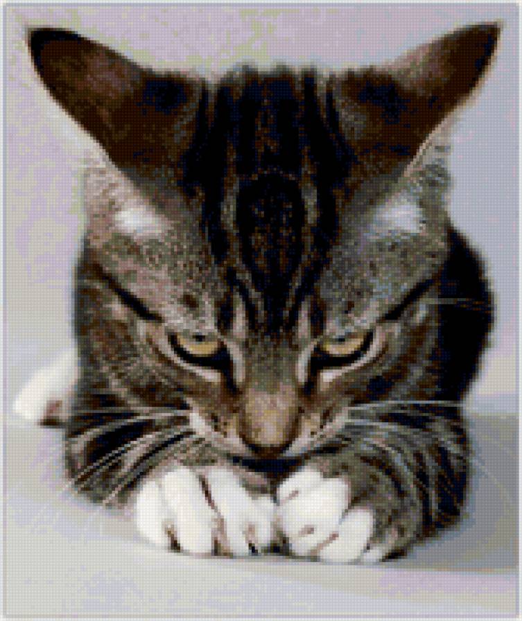 Котёнок - кошки, животные - предпросмотр