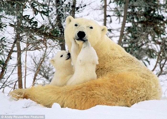 Медведица с медвежатами - медведи, белые медведи, животные, мать и дитя - оригинал