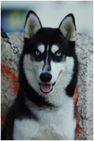 Красавец хаски - хаски, собака - оригинал