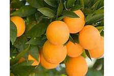 апельсинвая ветка