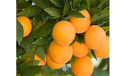 апельсинвая ветка - цытрусы, апельсины, фрукты, для кухни - оригинал