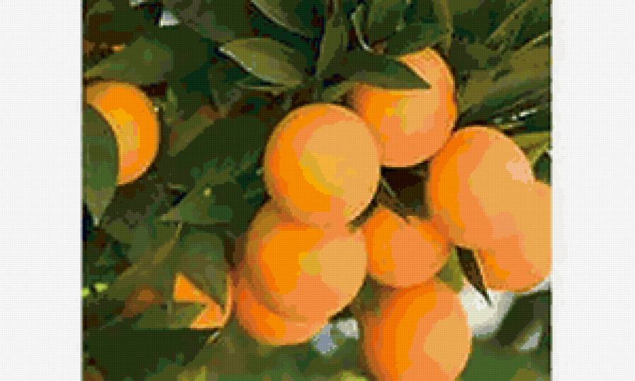 апельсинвая ветка - цытрусы, для кухни, апельсины, фрукты - предпросмотр
