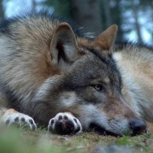 Схема вышивки «Одинокий волк»