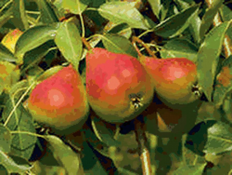 груши - ягоды, фрукты, для кухни, груши - предпросмотр