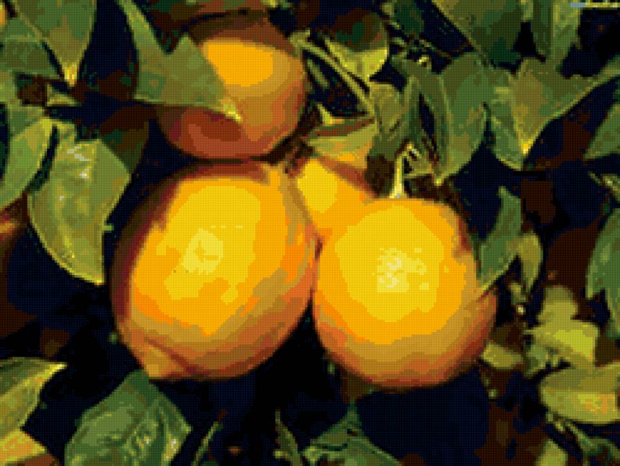 лимоны - лимоны, цытрусы, для кухни, фрукты - предпросмотр