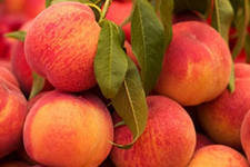 персики - персики, ягоды, для кухни, фрукты - оригинал