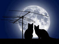 ночное рандеву - кошки, подушка - оригинал