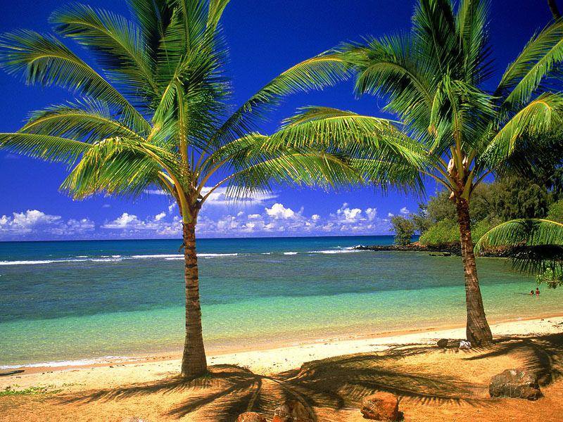 Тропический берег - берег, море, пляж, пальмы - оригинал