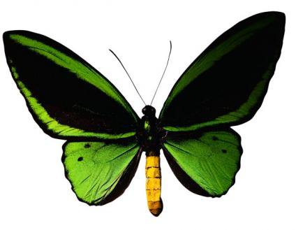 бабочка зеленая - оригинал