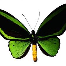 Оригинал схемы вышивки «бабочка зеленая» (№127808)