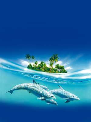 дельфины - дельфины, вода, остров, пальмы - оригинал