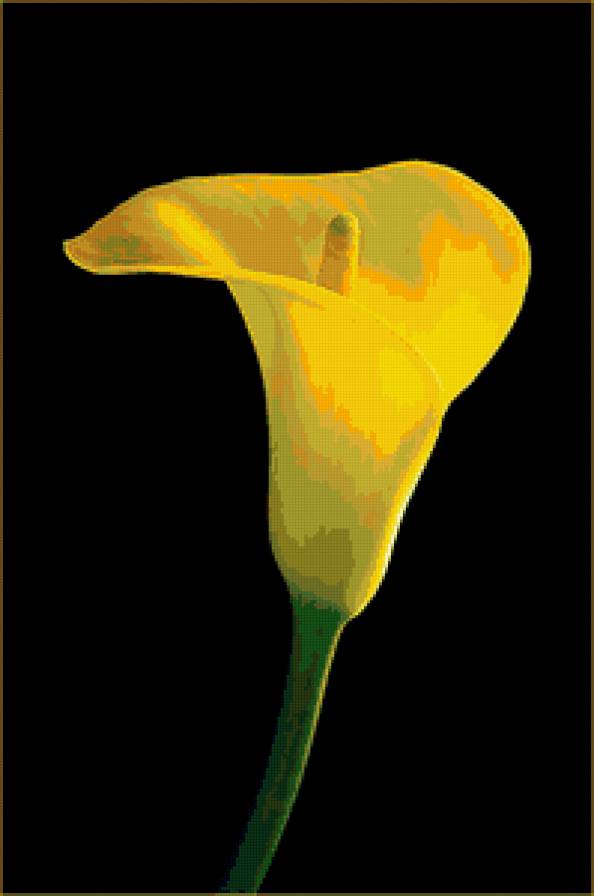 Калла 2 - цветы - предпросмотр