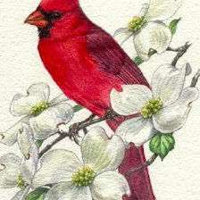 Весенний кардинал