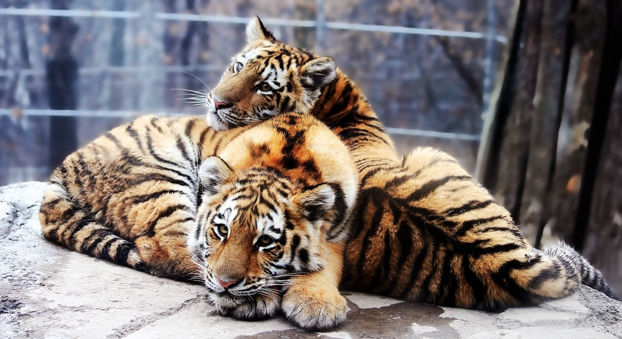 Тигрята отдыхают - тигр, природа, хищники, животные, большие кошки - оригинал