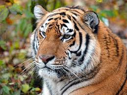 Тигр - кошки, животные, тигры - оригинал