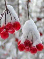 Схема вышивки «№129050»