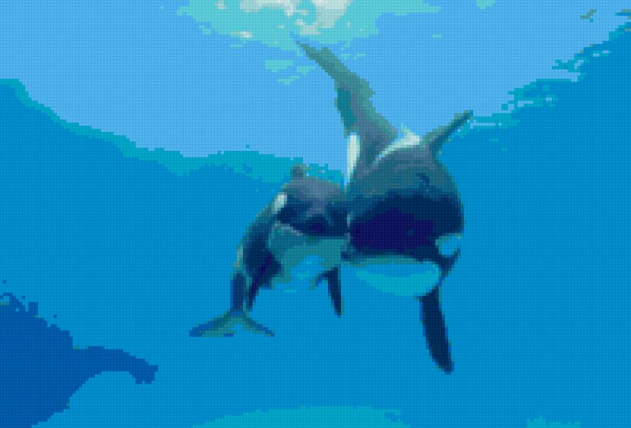 Касатки - предпросмотр