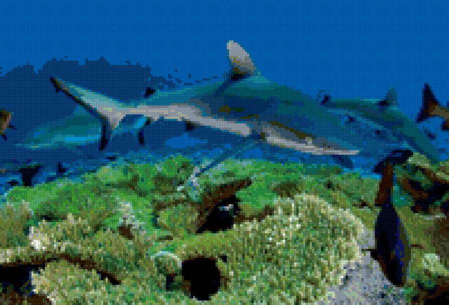 Акула - кораллы, море - предпросмотр