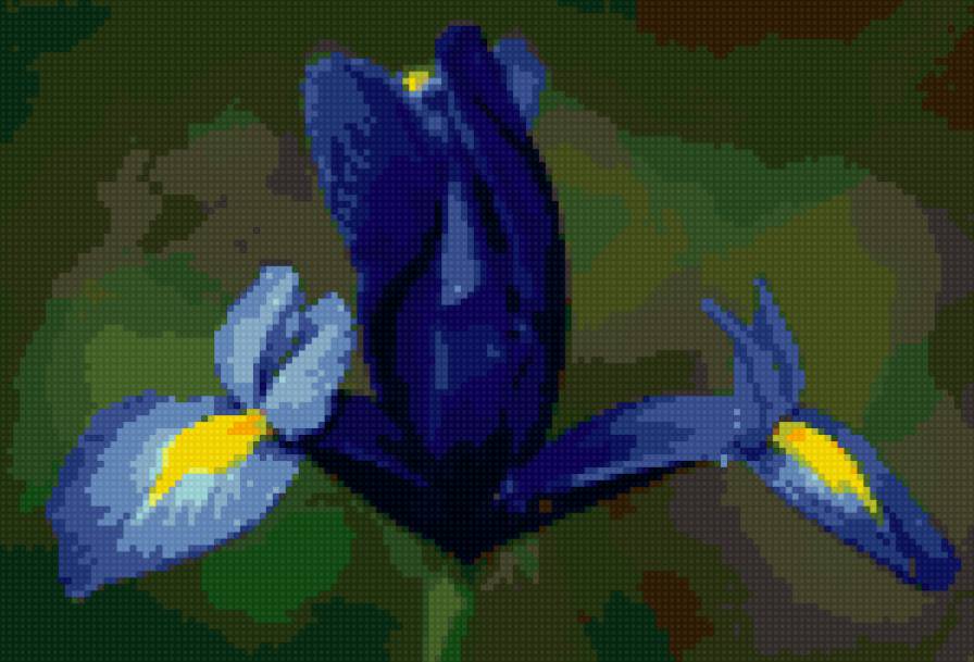 Ирис - цветы - предпросмотр