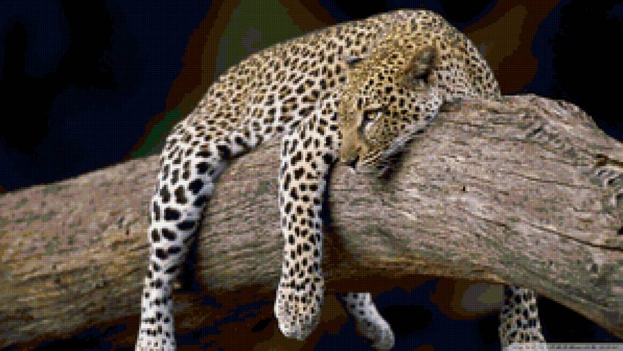 leopard - предпросмотр