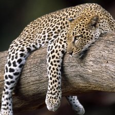 Схема вышивки «leopard»