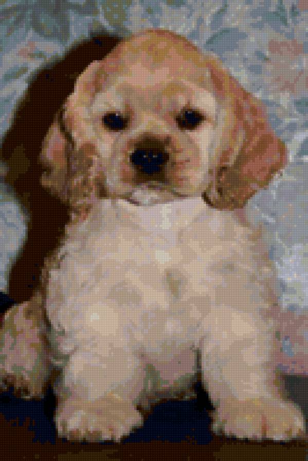 Кокер спаниель - щенок, собака - предпросмотр