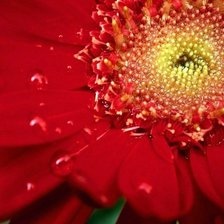 Красный цветок