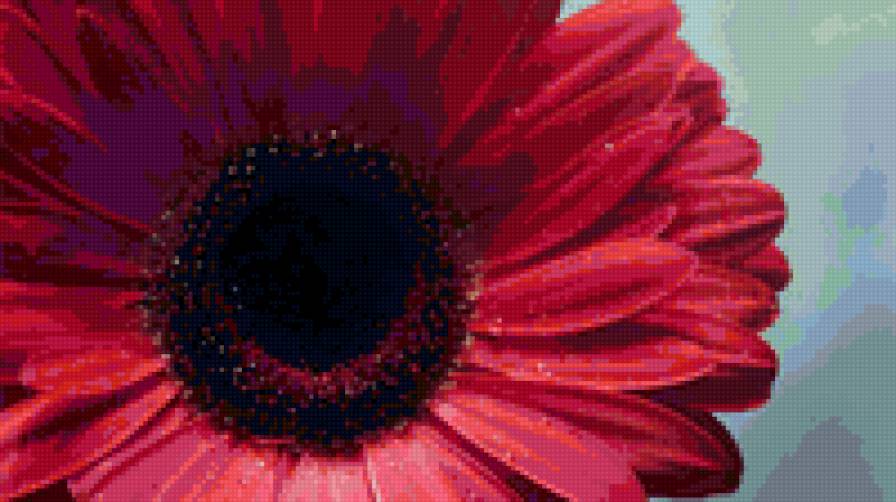 Герберы - цветы - предпросмотр