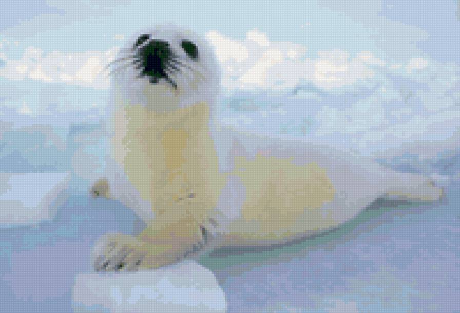 Малыш - морской котик - предпросмотр