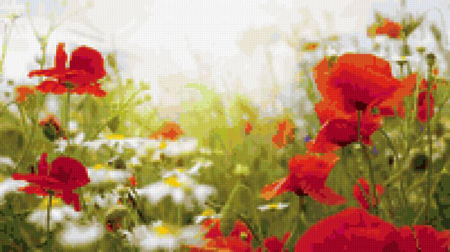 Маки - цветы - предпросмотр