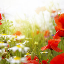 Схема вышивки «Маки»