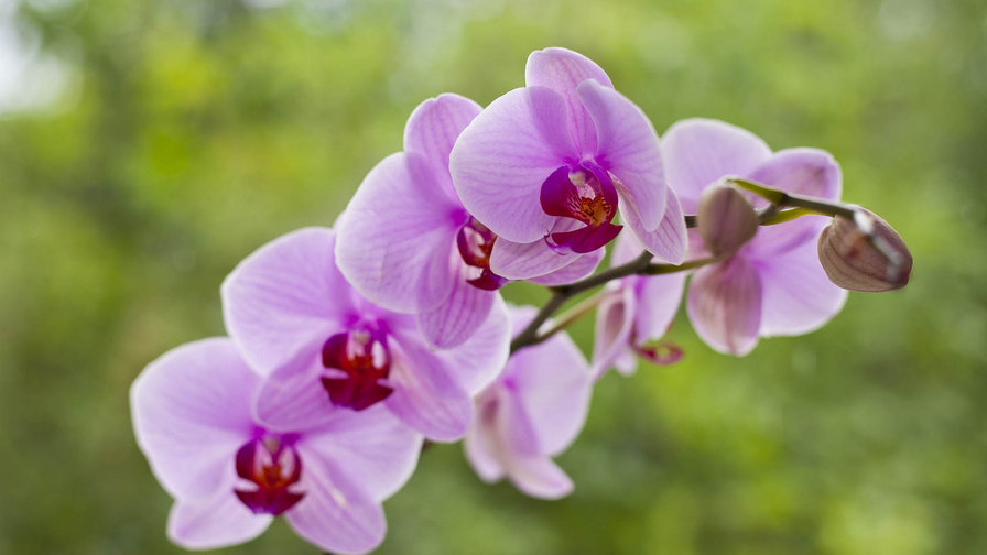 Орхидея - цветы - оригинал