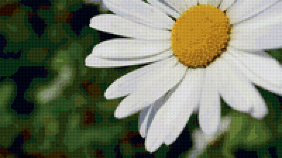 Ромашка - цветы - предпросмотр