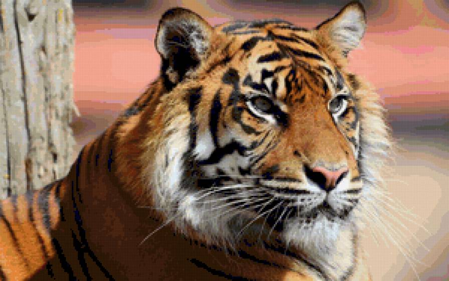 Серия "Дикие кошки" Тигр - дикая кошка, животные, тигр, хищники - предпросмотр