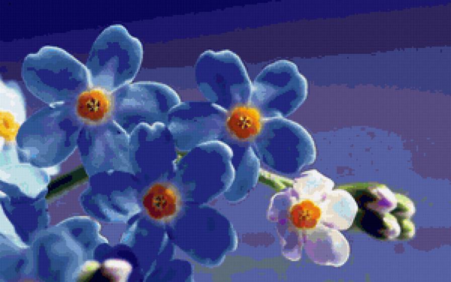 Полевые Незабудки - полевые незабудки, цветы - предпросмотр