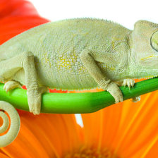 Схема вышивки «chameleon»