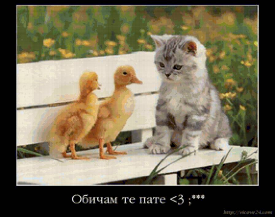 пате - предпросмотр