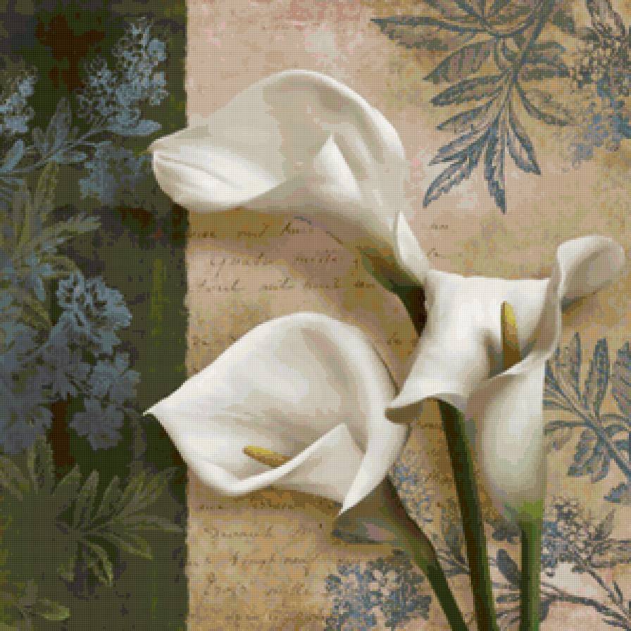 Левашов - каллы - каллы, цветы, левашов - предпросмотр