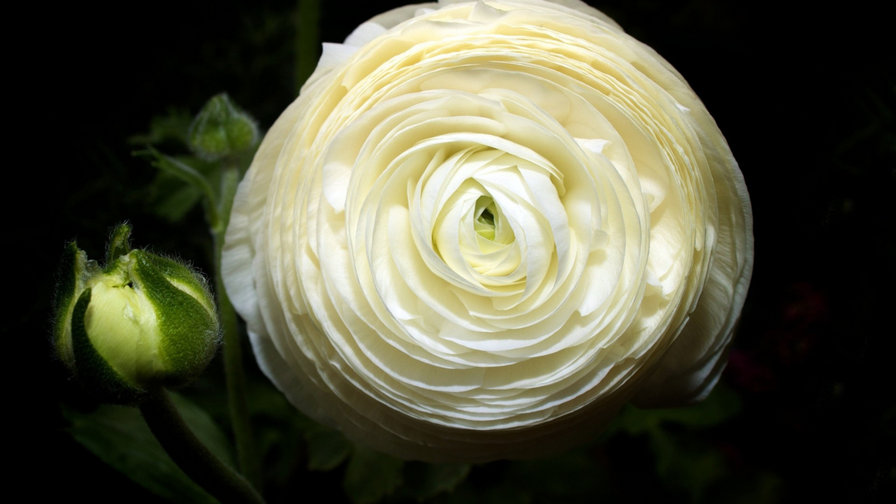 Белый бутон розы - бутон, цветок, роза - оригинал