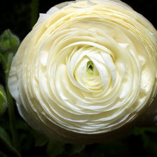 Оригинал схемы вышивки «Белый бутон розы» (№129697)