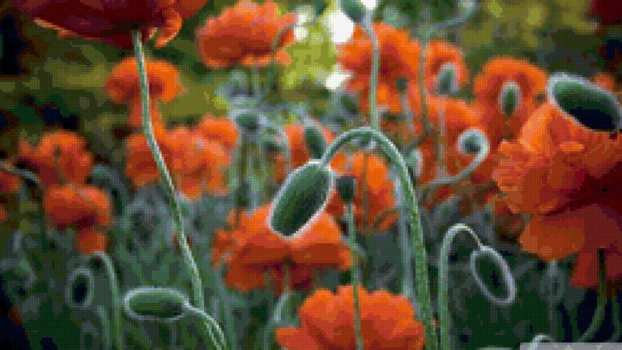 poppy bud - предпросмотр